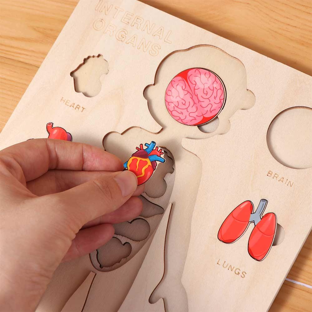 Boys Girls Wooden Human Body Puzzle Educational Anatomy Jigsaw  Cognitive Teaching Aids