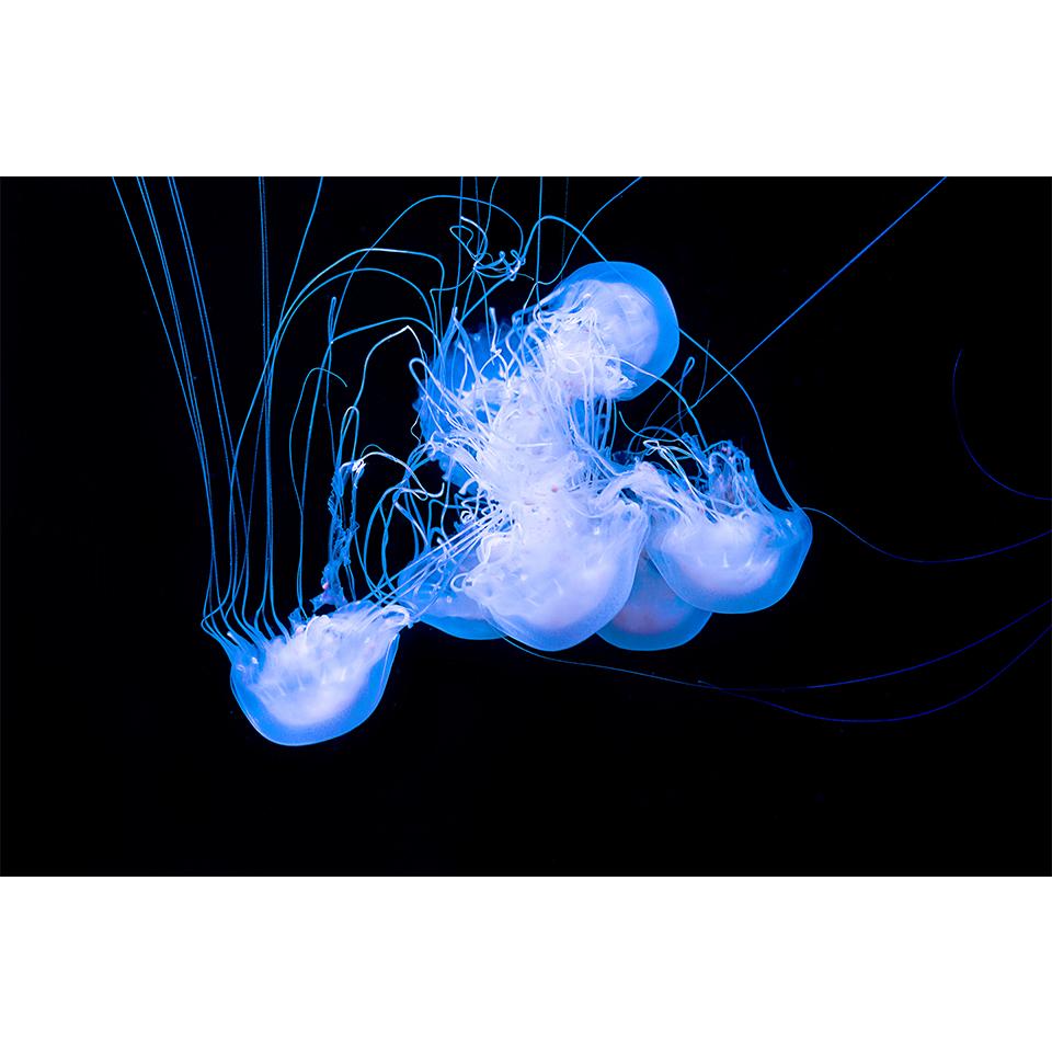 5D-Diamantgemälde zum Selbermachen, Tierqualle, Strass-Kunstbild, Kreuzstich-Set, Volldiamant-Stickerei, Mosaik, Geschenk, Heimdekoration