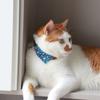 with Bell Kitten Bowties Collar Necklace Adjustable Kitten Christmas Bow Collar  Autumn