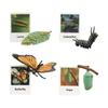 Animal Figurines Set for Biology Education And Party Gifts