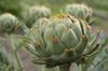 SAFLAX Garden In the Bag - Organic - Artichoke - Imperial Star - 5 Seeds - With Substrate In a Fitting Stand Up Bag - Cynara Scolymus