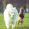 Hundgodisdispenser Leksak Rullande Hundmatsdispenser Silikon Långsam Matare Interaktiv Hundleksak för Utomhusträning Nosning