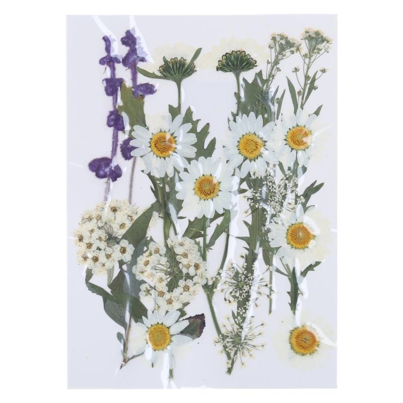 Dried Pressed Flower for Resin Molds Natural Dry Flower Leaves for Art Craft Supplies Scrapbooking Jewelry Making 6XDE