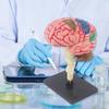 Hand on Assembly Human Brain Anatomy Model Kid Early Teaching Toy Education Brain Anatomy Model with Detachable Organs