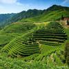 Premium Yunnan Ripe Pu er Brick Tea Organic Health Tea 60g x4 Pack