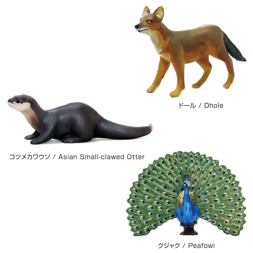 Colorata 3D Animal Encyclopedia Zoogeography Box Oriental Region Real Figure Set 12 Animals with Guide Book
