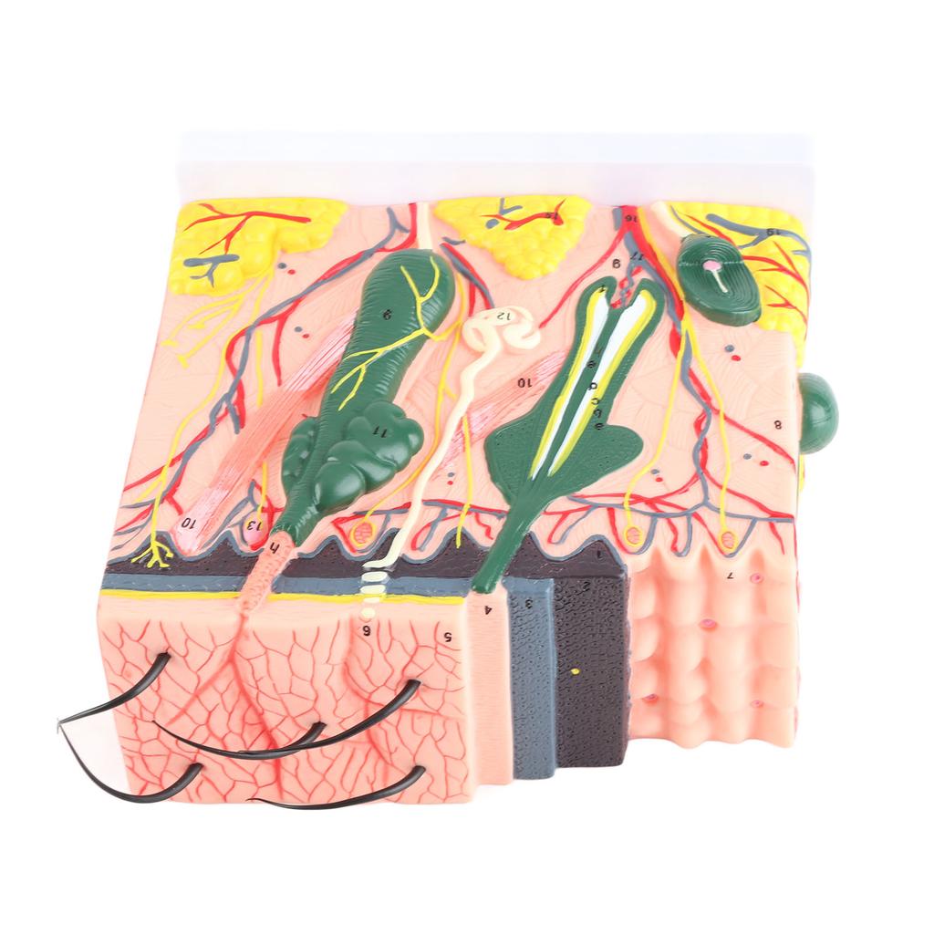 50-fach dreidimensionales menschliches Hautmodell, Anatomie, Biologie, Lehrmittel, Laborbedarf