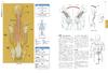Artistic Anatomy for Artists