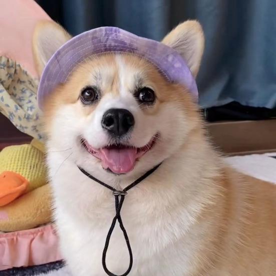 Corgi Sun Hat Pet Cap with Ear Holes Dog Sun Cap with Adjustable Neck Strap for Small And Medium Sized Pets Outdoor Sun Protection