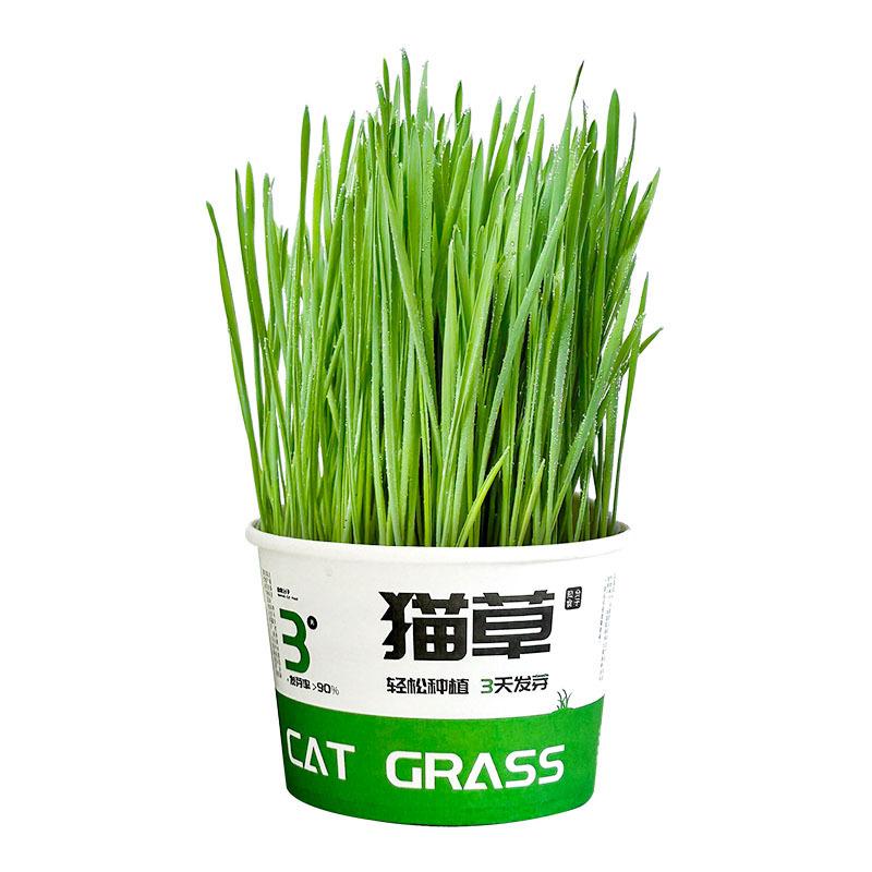 Soil-Free Hairball Relief Digestive Aid Cat Grass Tinned Food