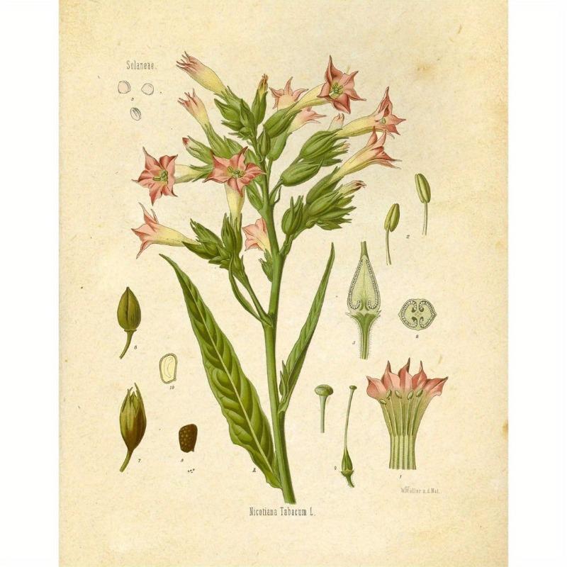 Winylowe Grafiki Botaniczne Dzikich Kwiatów, Grafika Ścienna Ink Inc, Edukacyjne Tabele i Plakaty Botaniczne, Dekoracja Domu i Sali Lekcyjnej