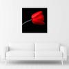 Canvas Print Red Tulip Black Background