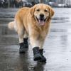 4pcs/set Reflective Waterproof Dog Shoes Warm Wound Recovery Boot  Medium Large Dogs