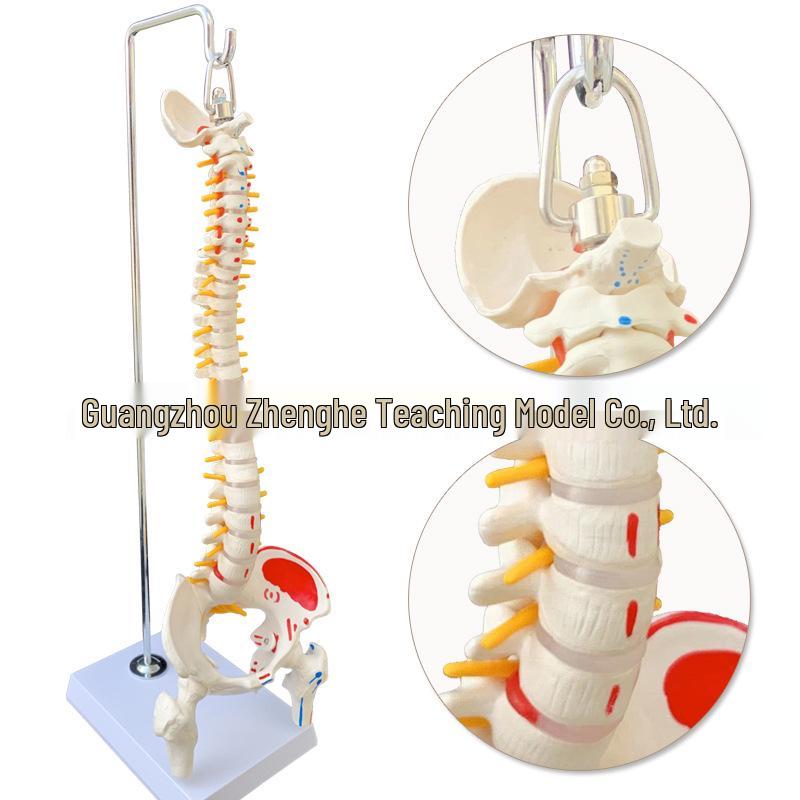 45CM Human Spine Model for Medical Orthopedics - Cervical & Lumbar Vertebrae Skeleton 45CM