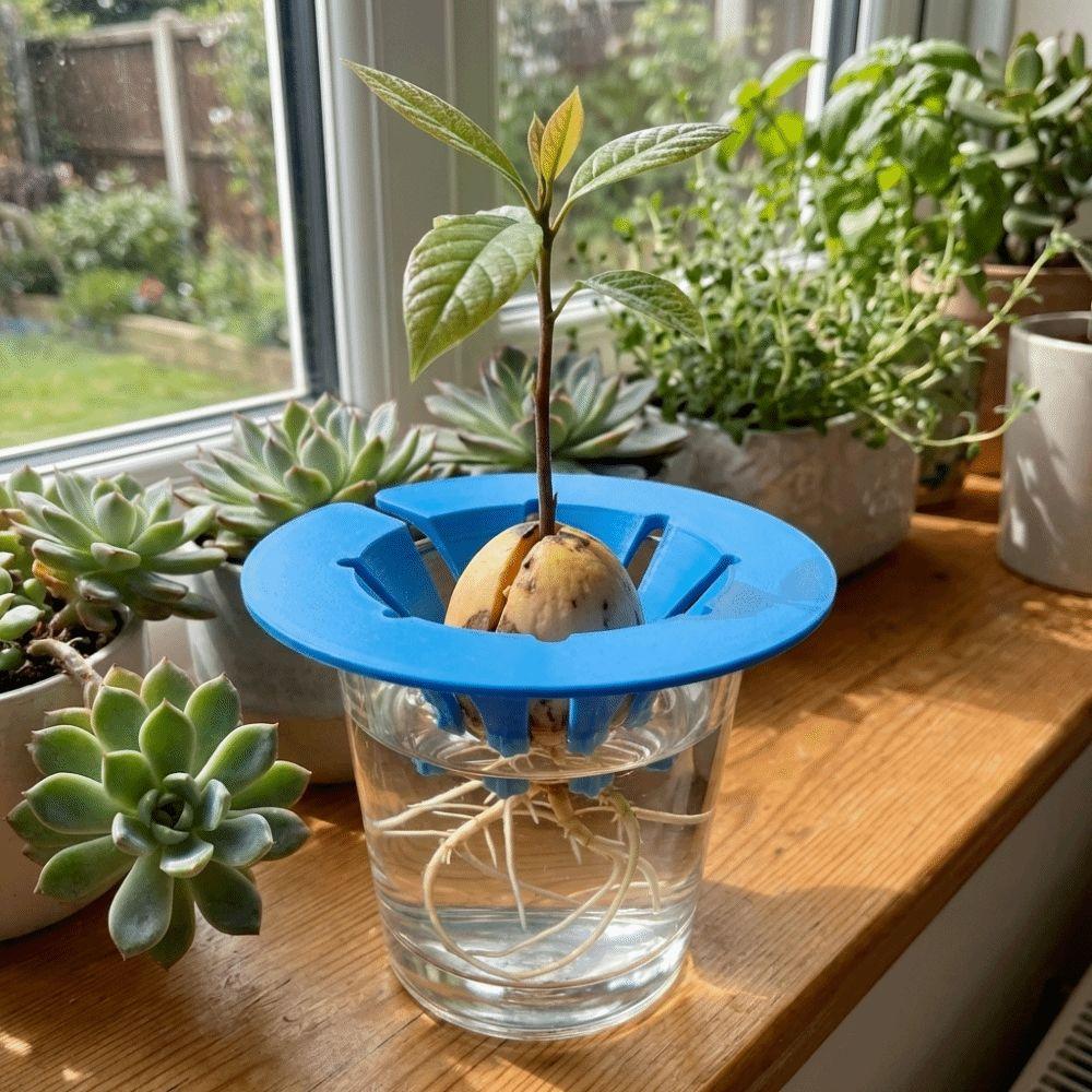 Sprouting Setup Avocado Planter Plastic Hydroponic Stand Planting Device  Plant Observation