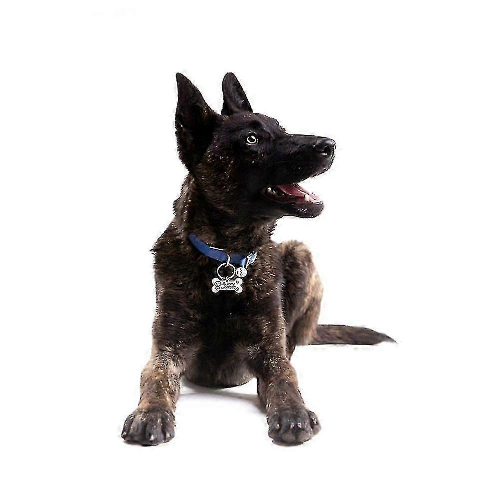 Custom Pet ID Tags with Free Engraving, Bone-Shaped Anti-Lost Name Plates for Dogs and Cats