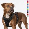 Cães – Colares e correias para cães