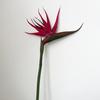 Fiore di Seta Uccello del Paradiso - Arredamento Premium per la Casa, Esposizione per Showroom, Oggetto di Scena per Fotografia