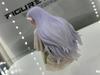 12CM Anime Sousou No Frieren Frieren Figure Past Desktop Decorate Anime Model Plaything Gift Aciton Figure Collect 1/7 PVC