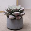 Simulated Cactus Fleshy Potted Office Decoration Fake Cactus Cement Retro Small Bonsai