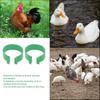 100 Pcs Poultry Feet Ring Open Type Buckle Breeding Chicken Duck Goose Foot Ring Chicken Accessory Green 16mm