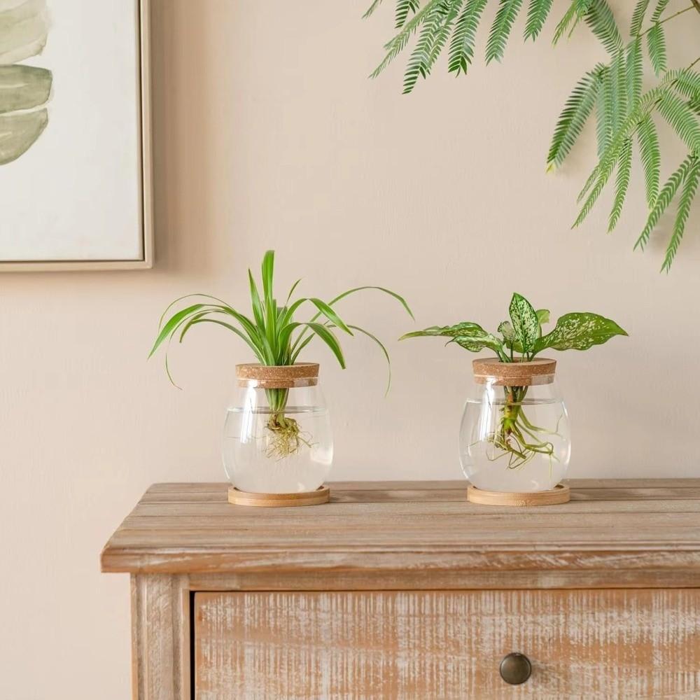 Transparent Tabletop Plant Vase with Wooden Tray Mini Terrarium Glass Planter  Botanical Display