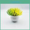 Plastic Succulent Miniature Plant Desert For Home Decor And Office Use