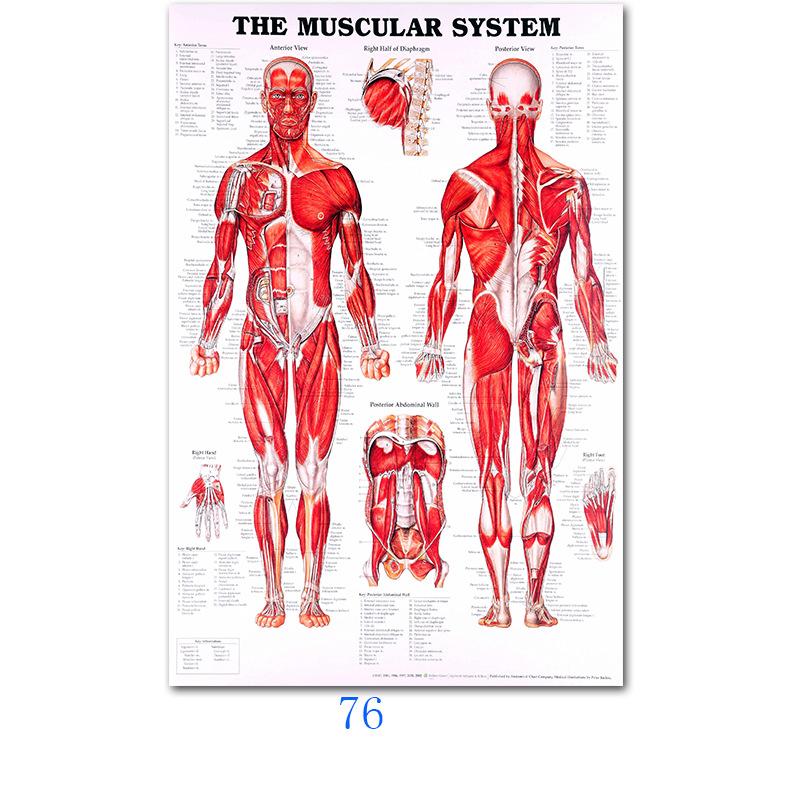 Svalový systém Plakáty Hedvábná tkanina Anatomická tabulka Lidské tělo Škola Lékařská věda Vzdělávací potřeby Domácí dekorace