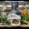 Lifelike Dinosaur Landscape Ornament 3D Printed Fish Hollow Shelter Fish Tank Ornament  Terrarium