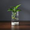 Borosilicate Glass Vase For Hydroponic Plants Straight Cylinder Design Indoor Desktop Decoration