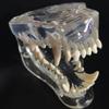 Educational Dog Tooth Model Transparent Dental Teaching Canine Animals Oral Tooth Jaw  Decoration