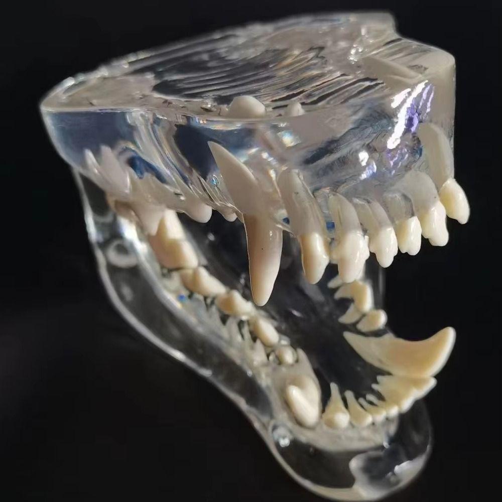Educational Dog Tooth Model Transparent Dental Teaching Canine Animals Oral Tooth Jaw  Decoration
