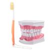 Adult Dental Teeth Model and Toothbrush with Removable High Grade Teeth Teaching Model