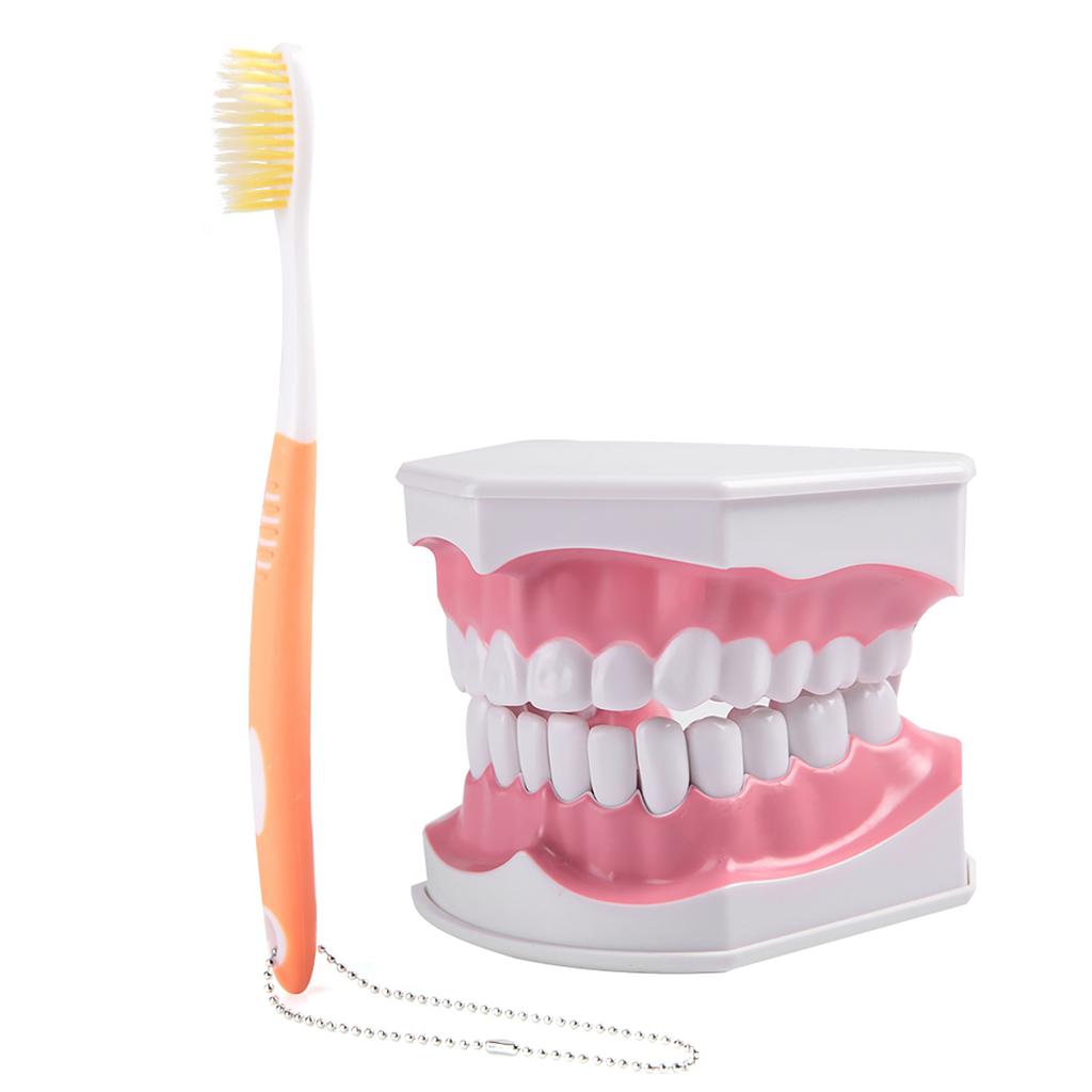 Adult Dental Teeth Model and Toothbrush with Removable High Grade Teeth Teaching Model