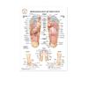 Science Wall Art Muscle System Human Anatomy Diagram Medical Education Supplies HD Oil On Canvas Posters And Prints Home Decor