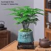 Asparagus Fern Indoor Bonsai: Easy-Care Evergreen for Home or Office Decor.