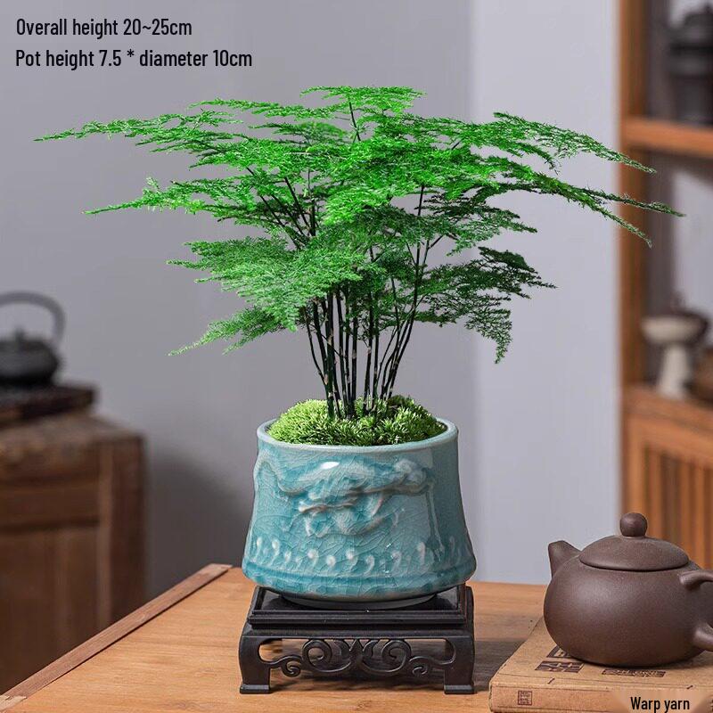 Asparagus Fern Indoor Bonsai: Easy-Care Evergreen for Home or Office Decor.