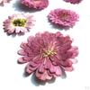 0pcs Pressed Natural Dried Flowers Real Leaves For crafts Material