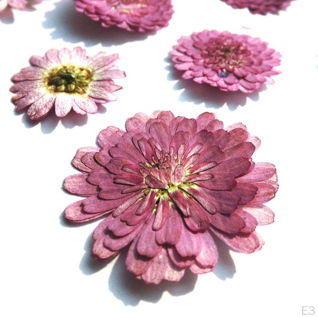 0pcs Pressed Natural Dried Flowers Real Leaves For crafts Material