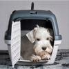 Zolux Gulliver 3 Delux - Dog And Cat Carrier - 40X61X38Cm