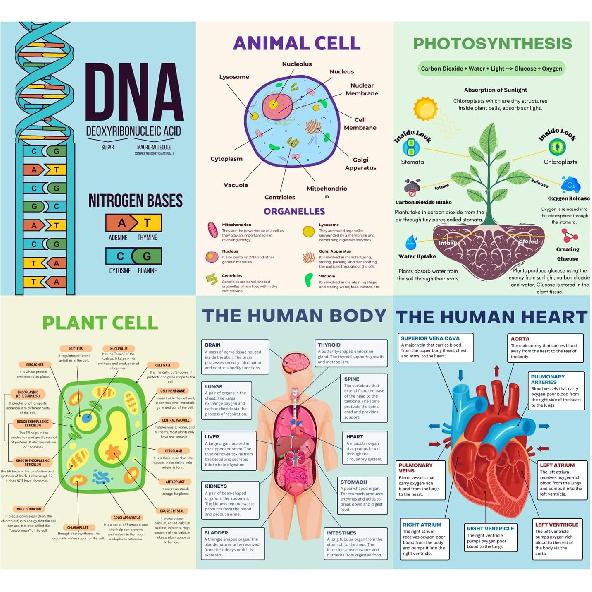6 Biology Posters for Classroom, 10x14in Matte-Laminated Educational Biology Posters for High School - Classroom, School Hallways, Bulletin Boards,
