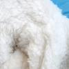 Winter  Dog Jacket Waterproof Fleece Lined Warm Winter Jacket Dog Clothing