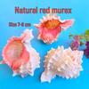 Conch Shells & Starfish for Hermit Crabs: Aquarium Decor & Drift Bottle Accessories
