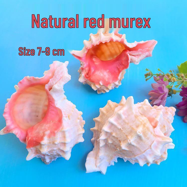 Conch Shells & Starfish for Hermit Crabs: Aquarium Decor & Drift Bottle Accessories