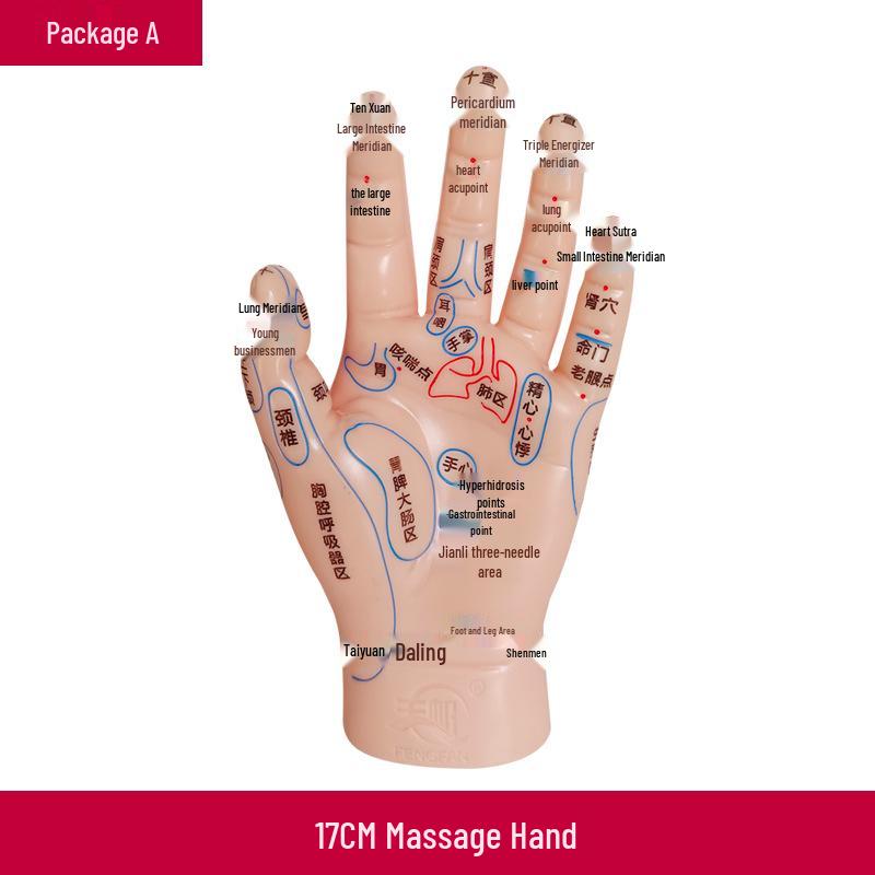 High-Definition Foot Sole Reflexology Model with Acupoints for Health and TCM Teaching