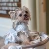 Pet Spring Striped Dress Cat Loose Breathable Flying Sleeve Shirt Small Teddy Tank Top Dog Dresses for Small Dogs