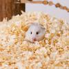 Super Saugfähige Deodorierende Haustierstreu Staubfreie Holzspäne für Hamster Kaninchen Meerschweinchen Chinchilla Eichhörnchen Trockenreinigung 1kg