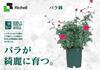 Richelle Rose Pot No. 6 Dark Green