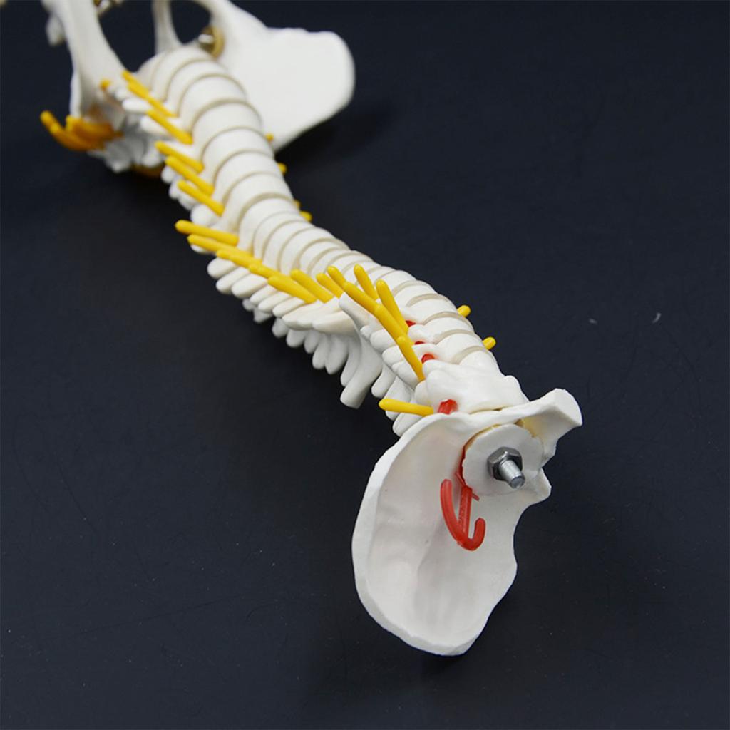 17.7Inch Spine Bone Human Spine Model for Anatomy Study Education Use Shows Vertebrae Nerves Lumbar Column Male Pelvis