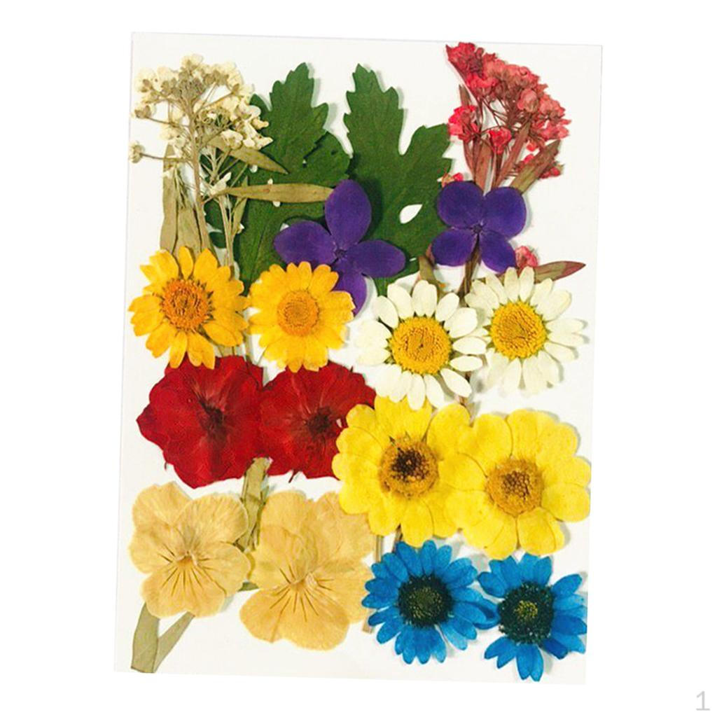 

1 пакетик настоящих прессованных сушеных цветов Изготовление открыток своими руками
